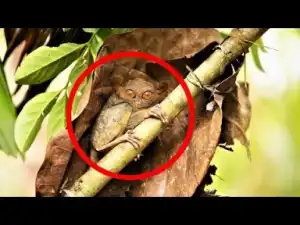 Video: MOST BIZARRE Monkey Species